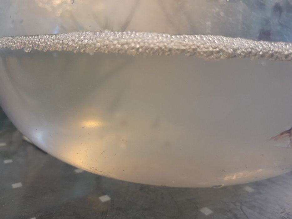 Betta juvenis disponíveis para venda