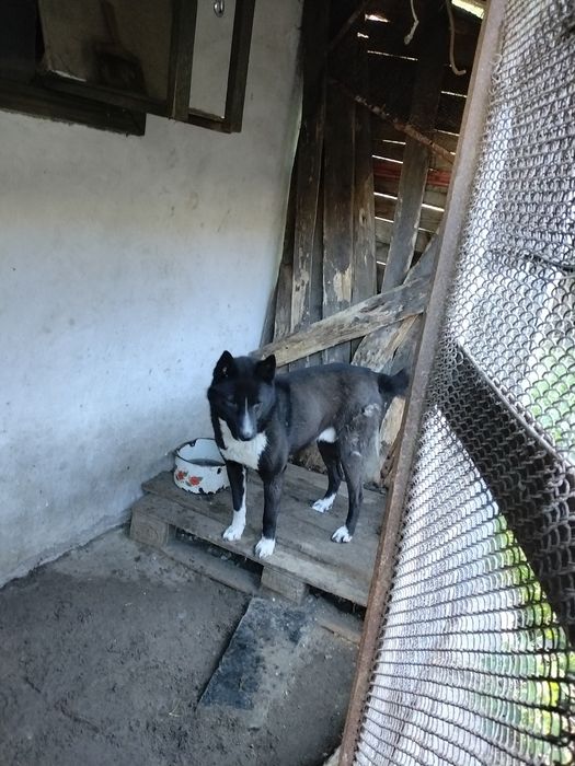 Продається руськоєвропейська  лайка кабель 1, рік 9 місяців