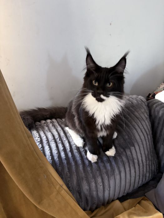 Kocur maine coon