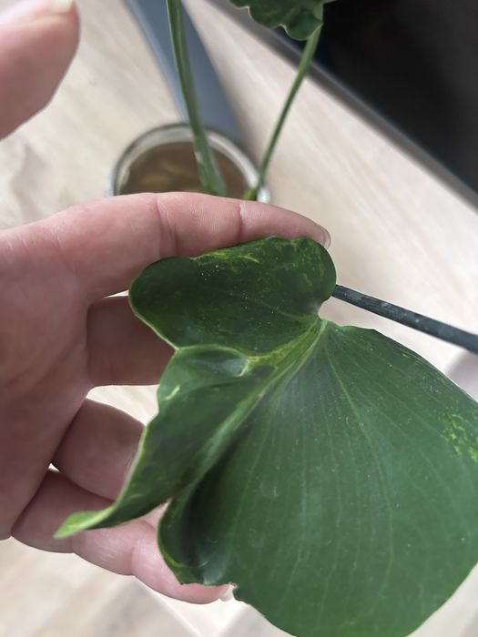 Monstera zombie variegata