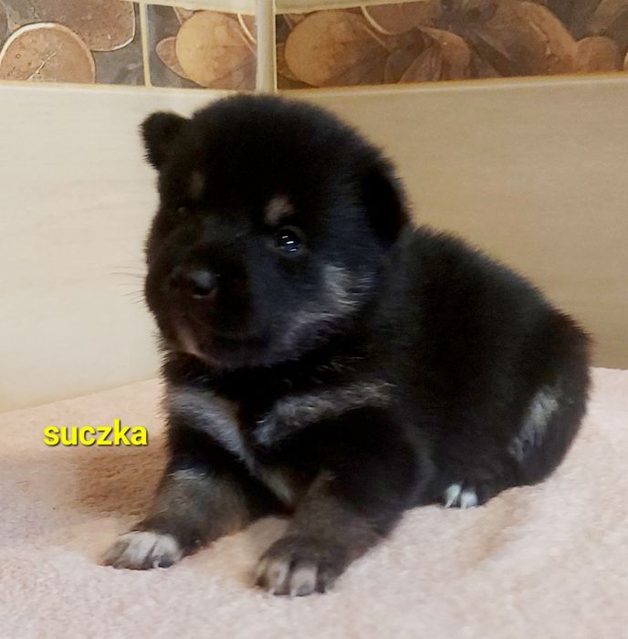 Shiba inu suczka black and tan