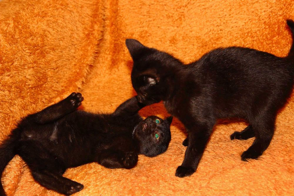 Oddam młode koty w dobre ręce