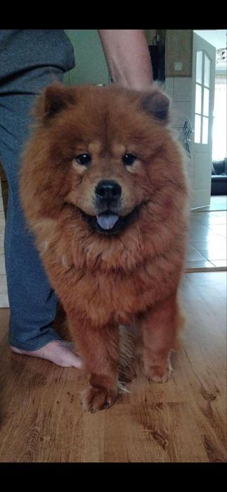 Przeuroczy misio Chow-Chow