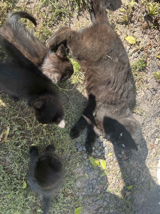 Котики в добрі руки мама висловуха