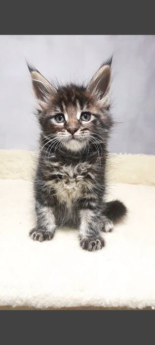 Мейн кун котик роскошный дикий окрас