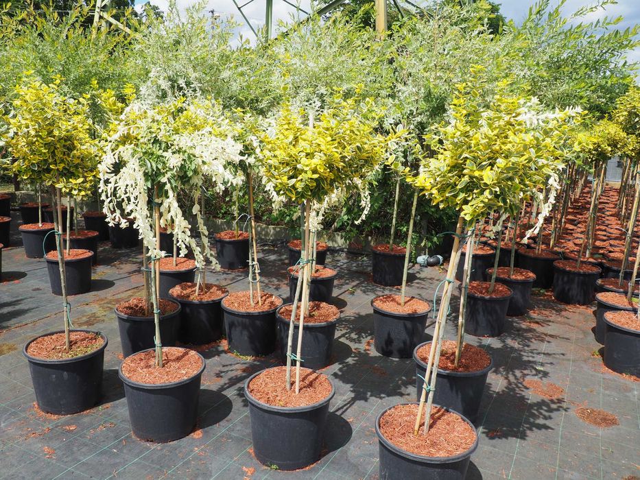 Tuje,tuja szmaragd PREMIUM  150-180cm