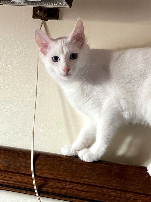 Bonifácio: gatinho Angorá Turco. Branco. olhos azuis. LOP e vacinas