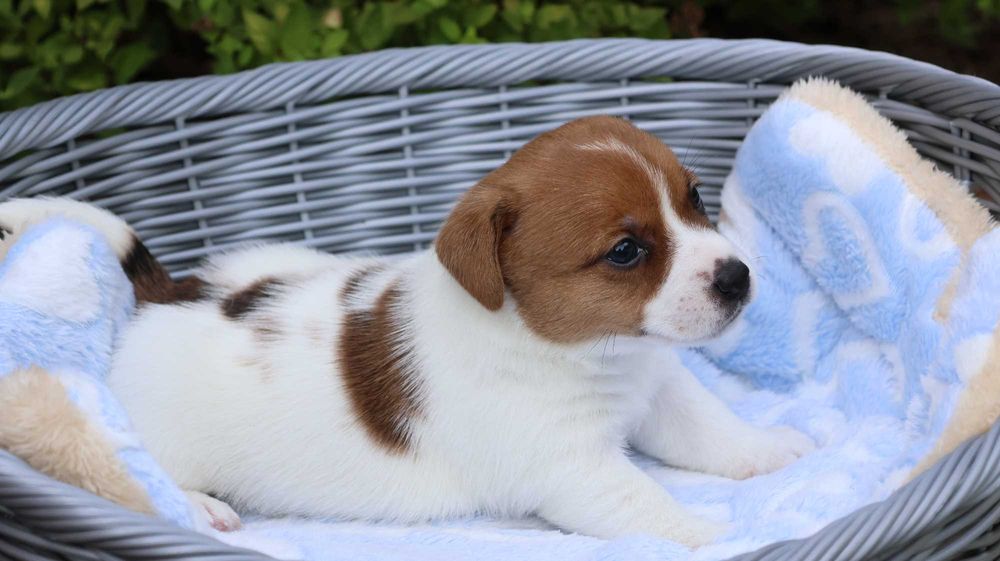Jack Russell Terrier /ZKwP FCI- wzorcowa hodowla- PIESEK