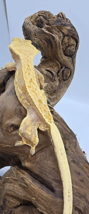 Gekon Orzęsiony - Correlophus ciliatus