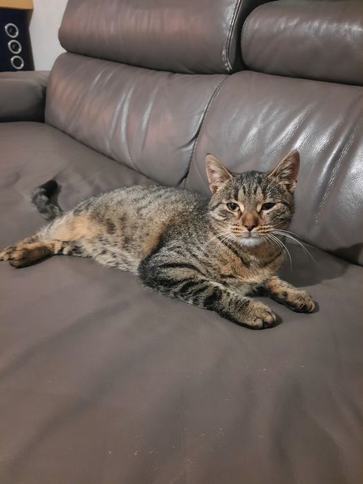 Dwie młode kotki szukają domu