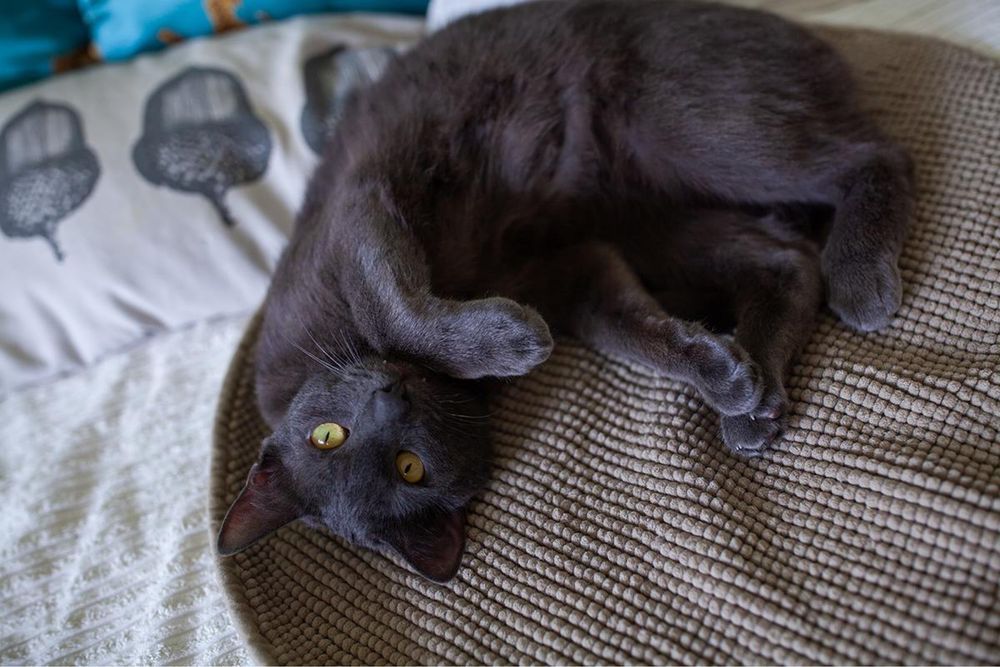 Чудовий котик в родину
