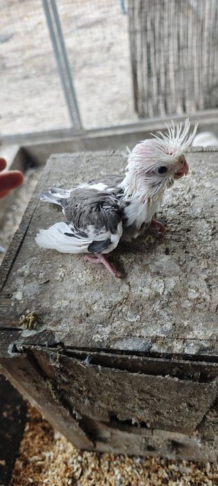 Caturras bebés para acabar de alimentar mão
