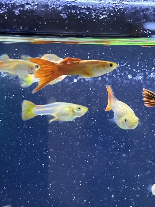 Peixe Guppy Macho e fêmea.