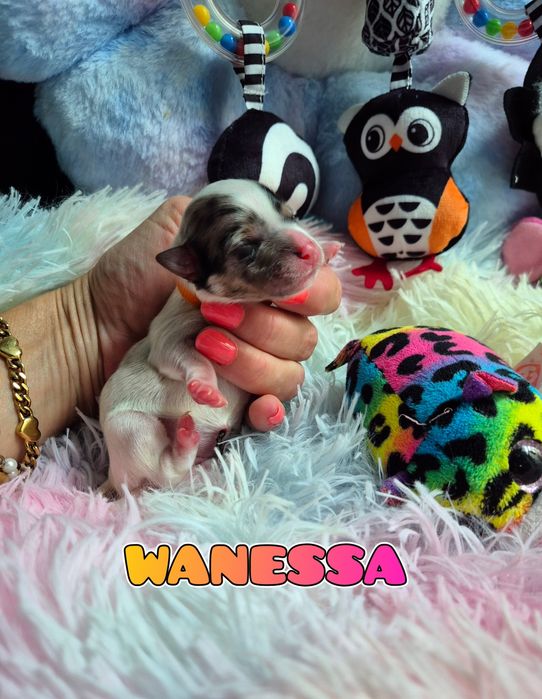 Suczka blueberry merle