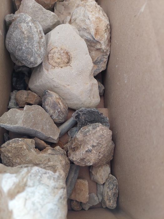 Fóssil lote 50 peças por limpar e classificar