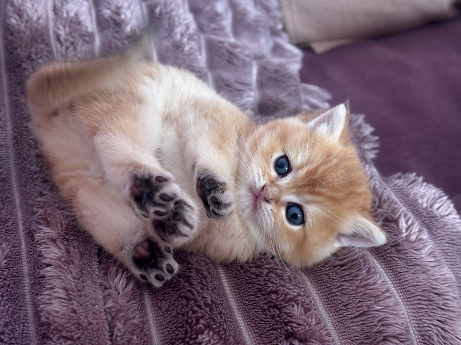 Гарнюня котик золота шиншила