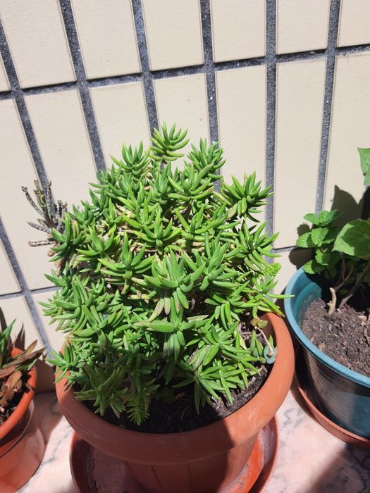 Plantas  com vaso a 8€ cada