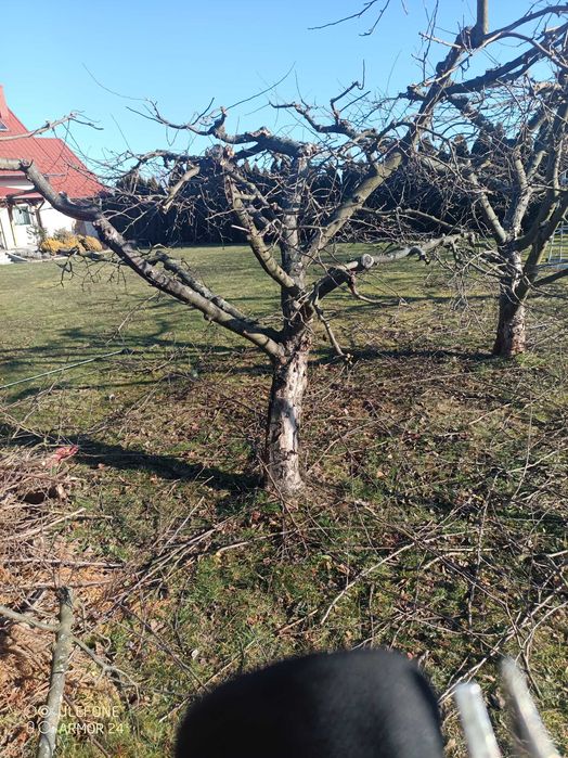 zakładanie, pielęgnacja, cięcie, wertykulacja ogrodów