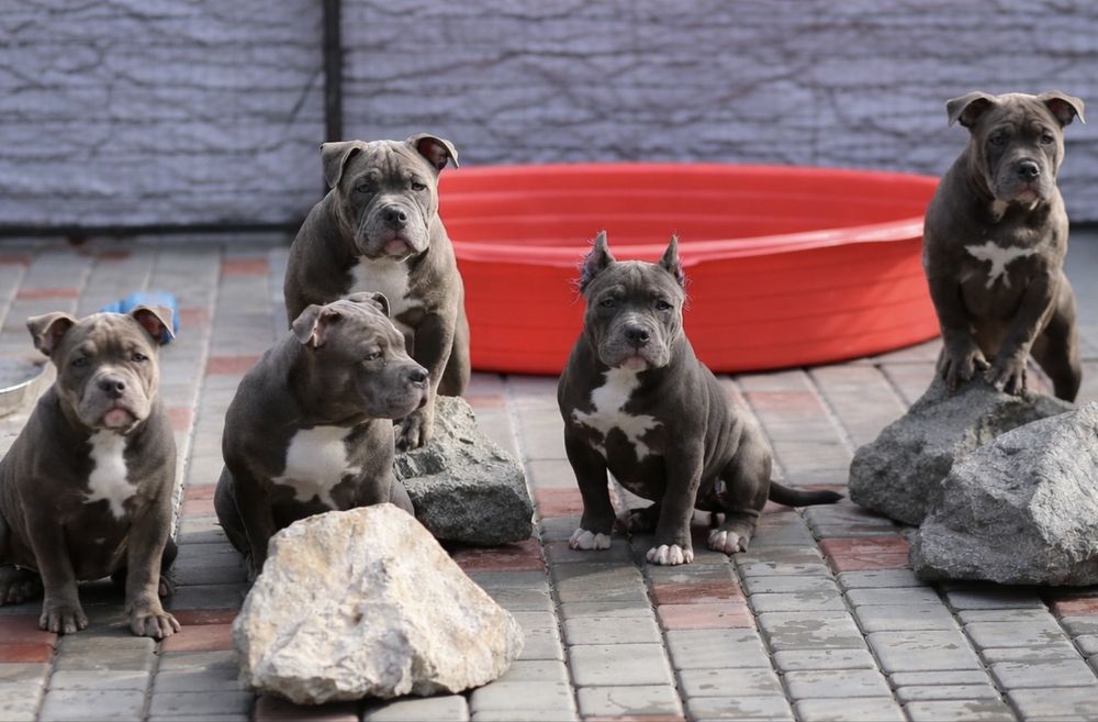 Ambully , Bully, pocket