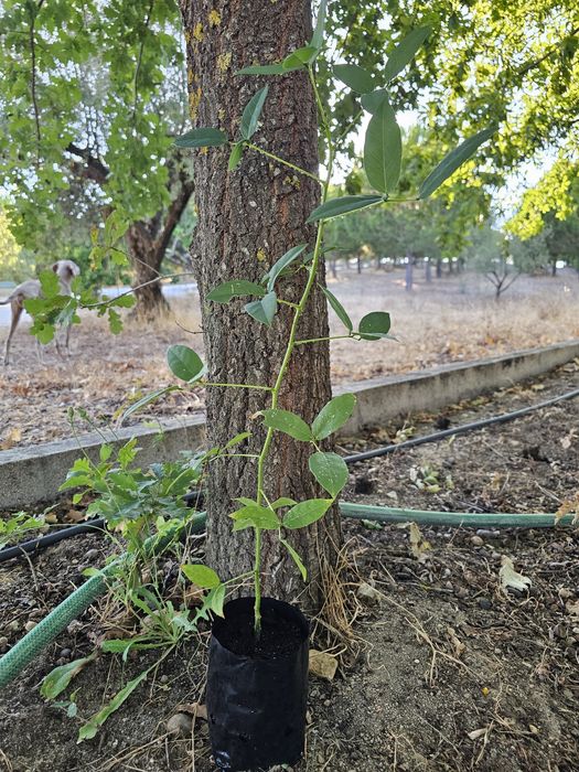 Erythrina crista galli planta