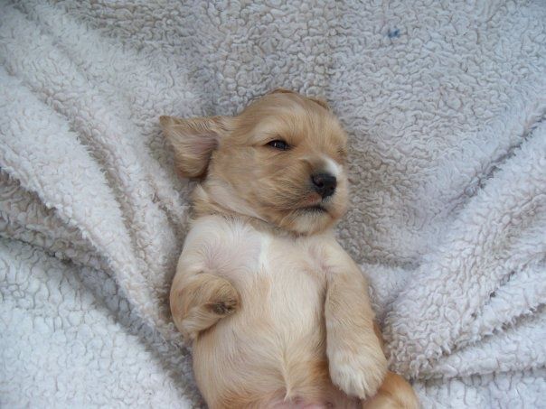 Цуценята, народжені в любові та турботі