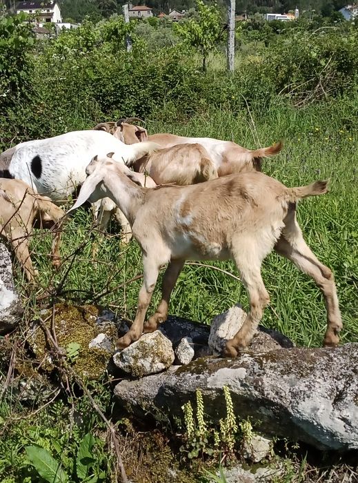 Cabras boa qualidade