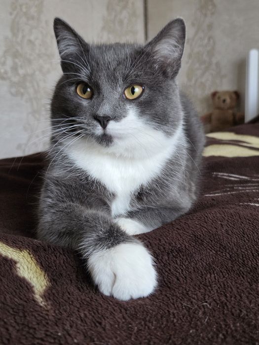 Пропал  Котик  Том