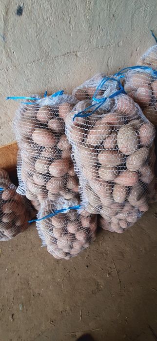 Ziemniaki Irga, Ricarda,  25zl-15kg. Paszowe, drobne 10zl-15kg