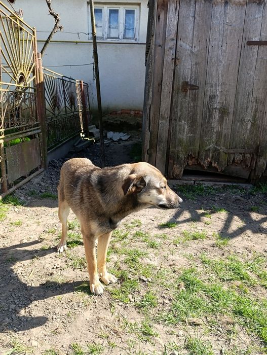 Віддам собачок у свій двір