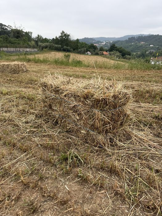 Fardos de palha de aveia e azevem