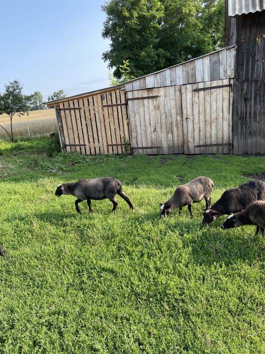 Вівці Баран романівської  породи