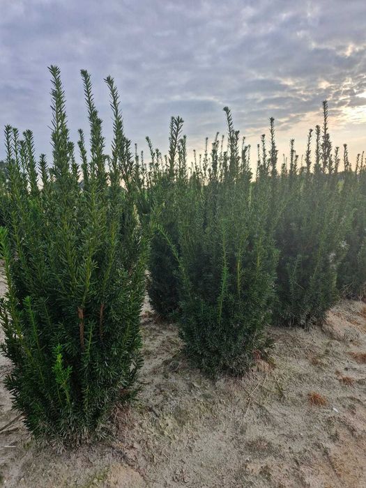 Cis HILLI 60-80cm grunt/juta/taxus/bez owoców/żywopłot