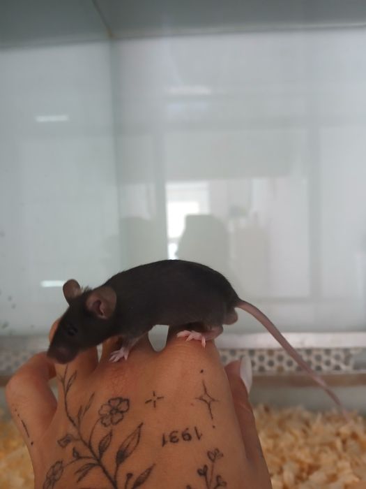 Ratos de laboratório