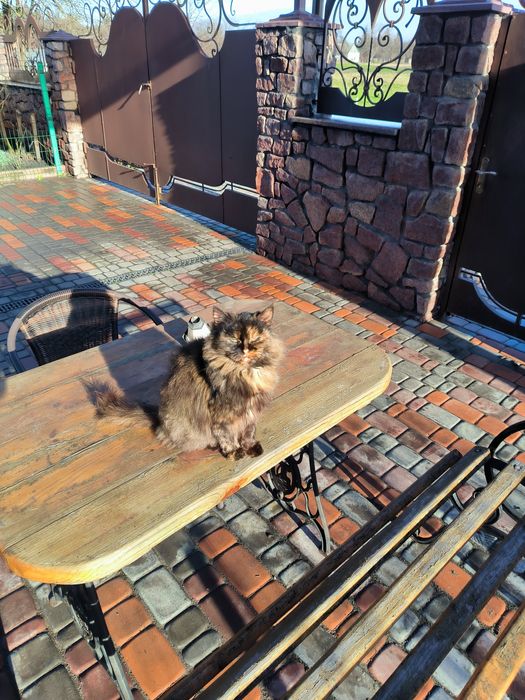 Пушинка шукає дім.   01.01.2026