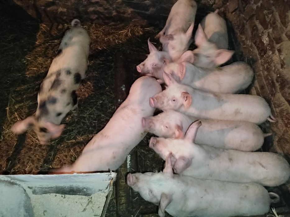 Малі поросята на відгодівлю