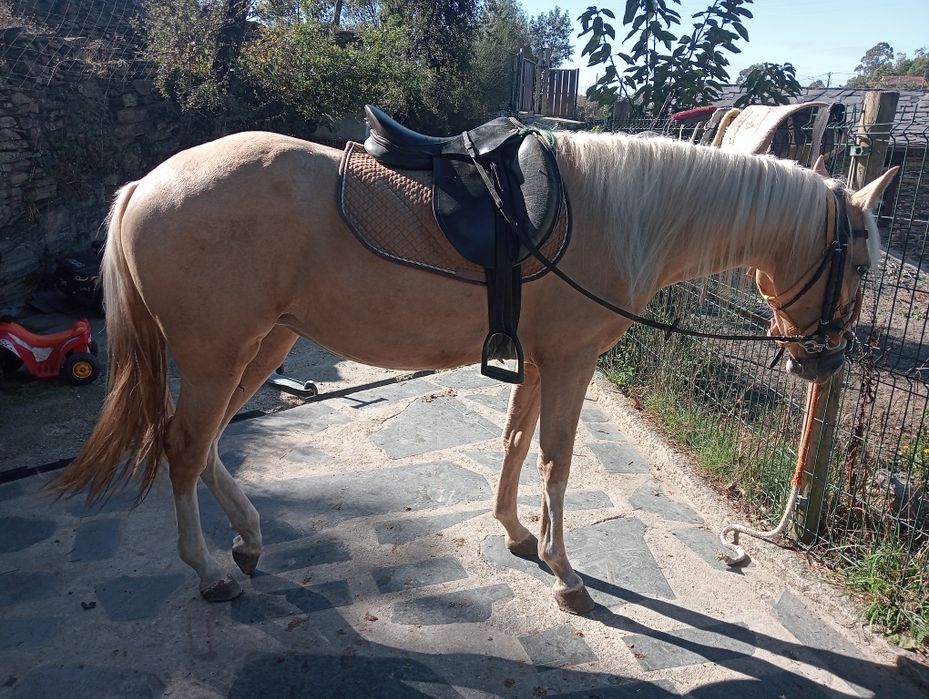 Égua palomina gestante 2 /3anos meiguinha