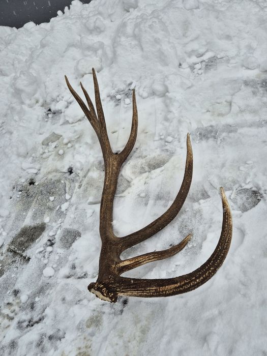 Poroże zrzut 4,35kg rogi jelenia