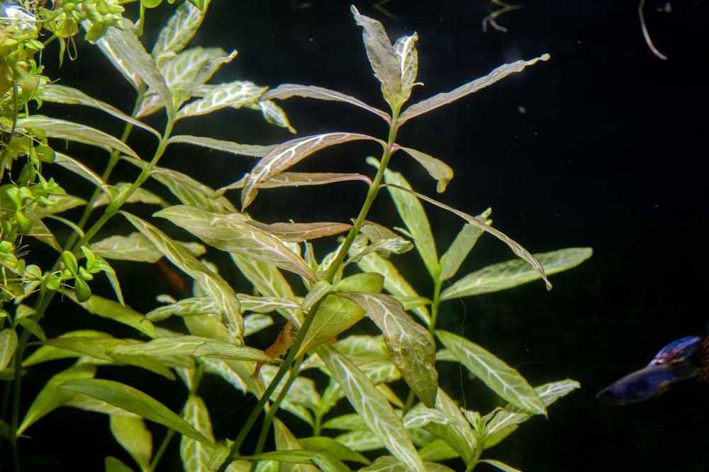 Hygrophila Rosanerwig sadzonka łodygowa łatwa wysoka roślina akwariowa