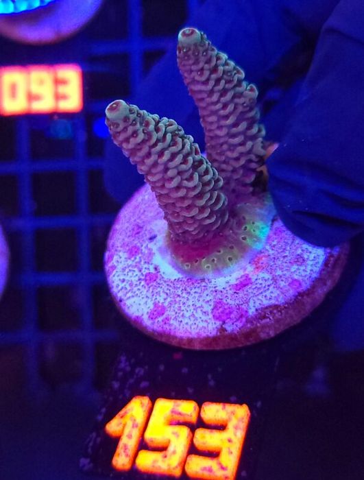 Acropora millepora (153) [Koralowce LPS]