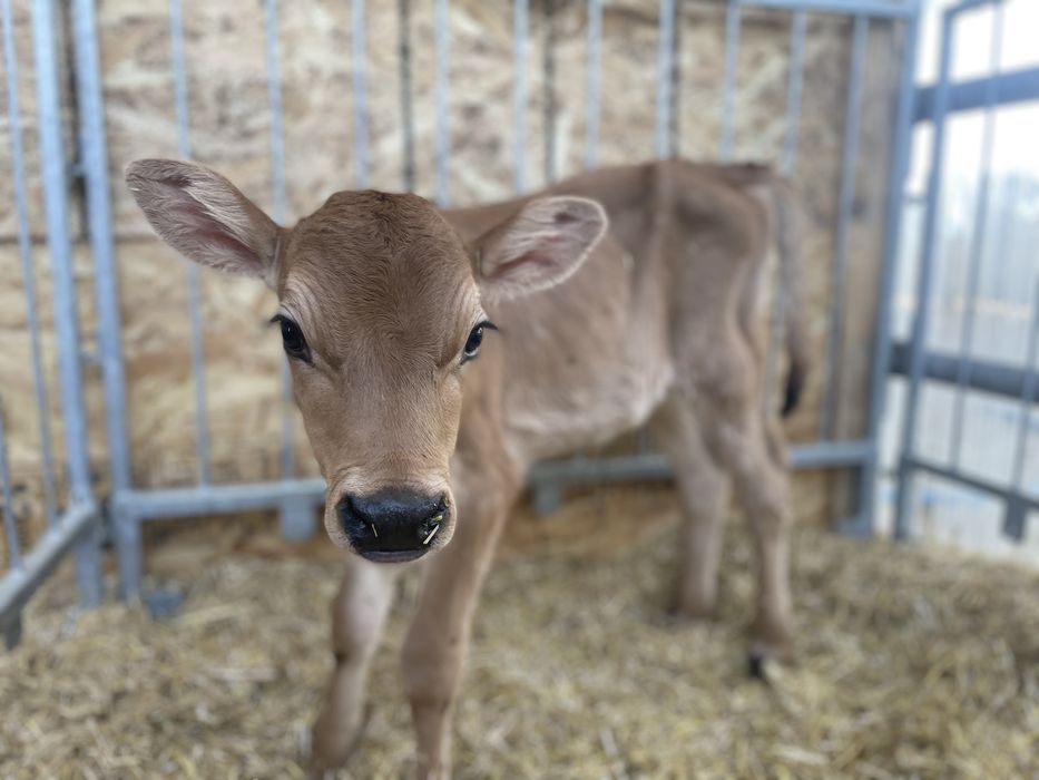 Продам бичок Джерсейської породи на племʼя,  100% Джерсейська порода