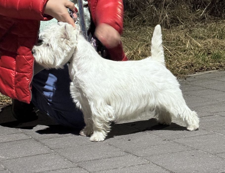 West highland white terrier
