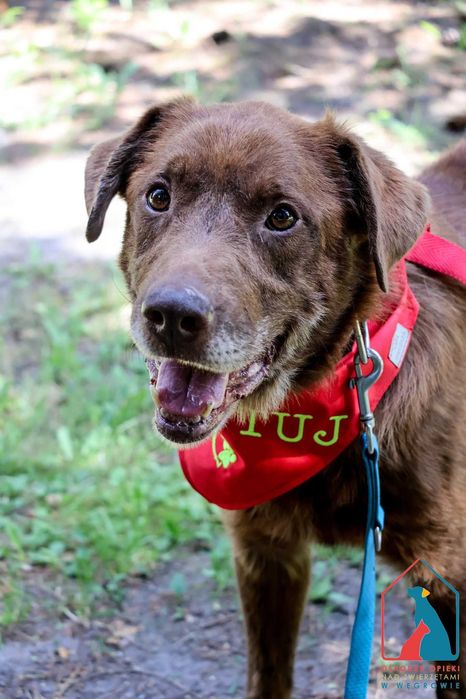 Cudowny Lagos - czekoladowe umaszczenie i serce pełne miłości