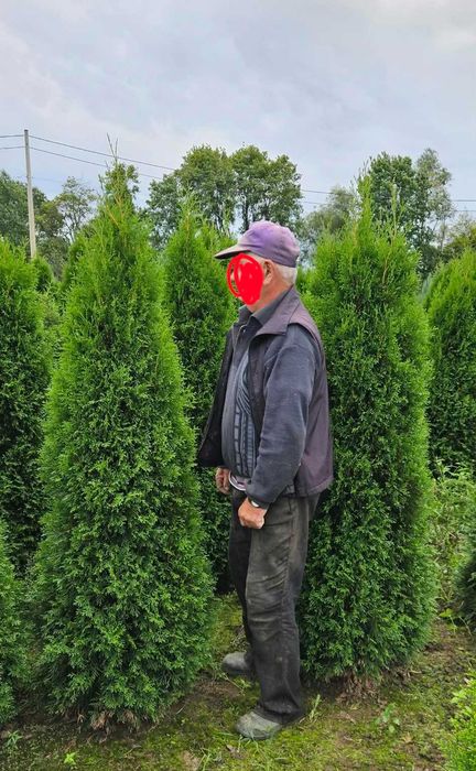Tuje SZMARAGD w klasie PREMIUM - atrakcyjna cena