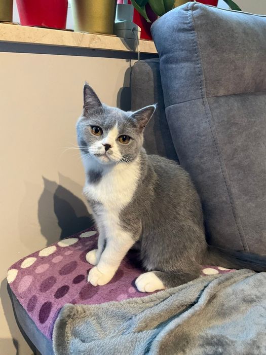 Kocurek brytyjski krótkowłosy. ALOES