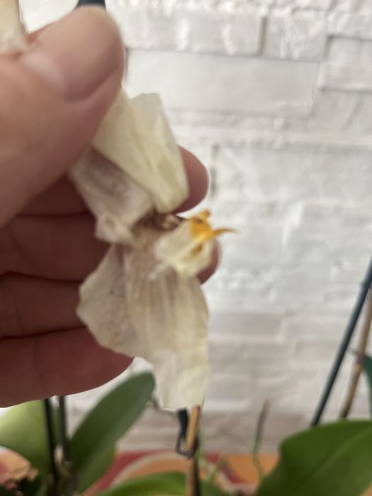 Storczyki po kwitnieniu