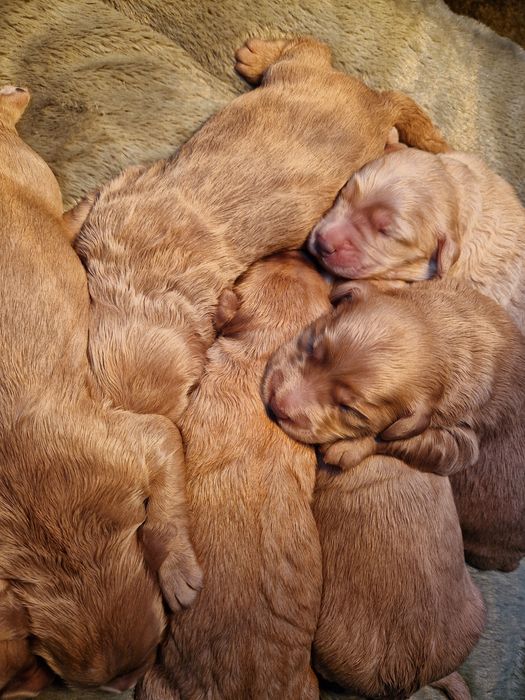 Goldendoodle piękna sunia