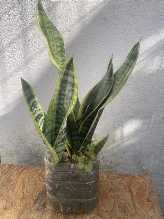 Espada de são Jorge