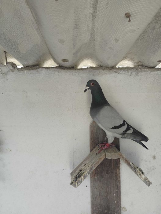 Pombos correios reprodutores