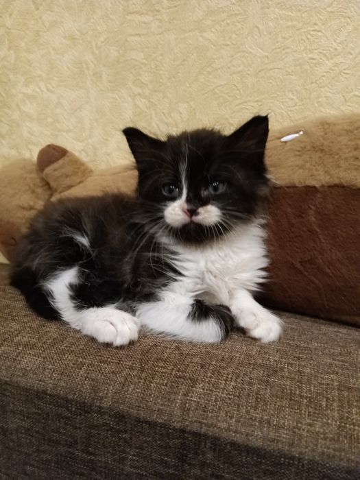 Котик Бакс шукає люблячу родину