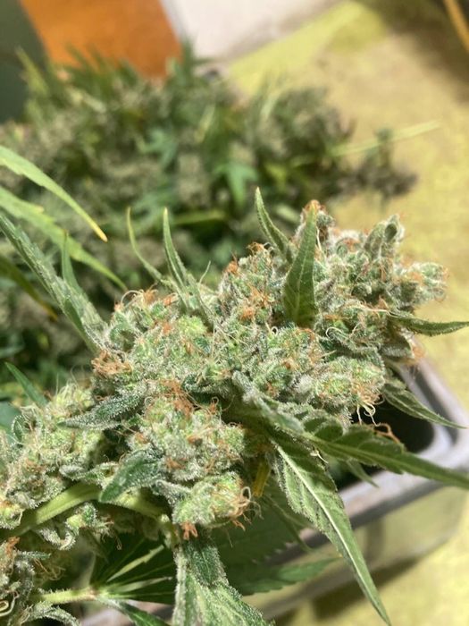 Susz cbd PREMIUM 1:1